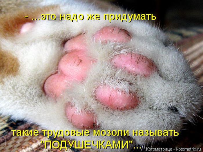 Лучшие котоматрицы недели