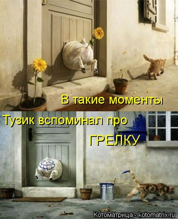 Лучшие котоматрицы недели