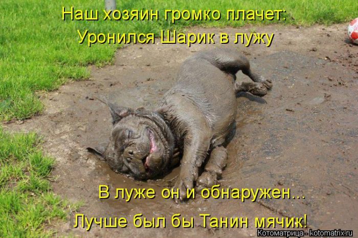 Лучшие котоматрицы недели