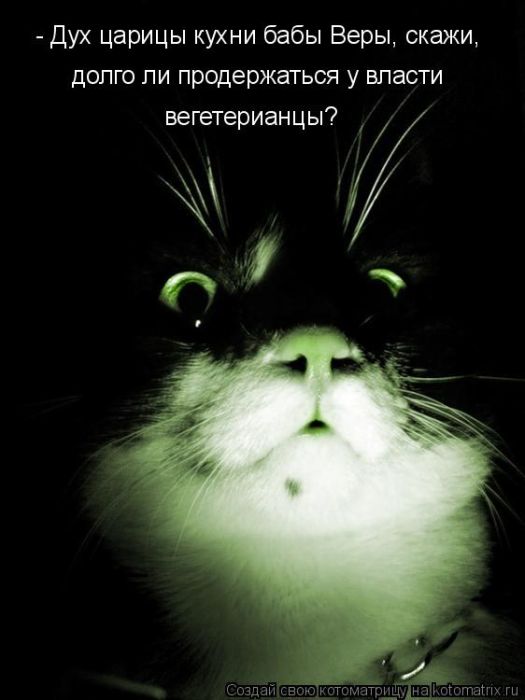 Лучшие котоматрицы недели