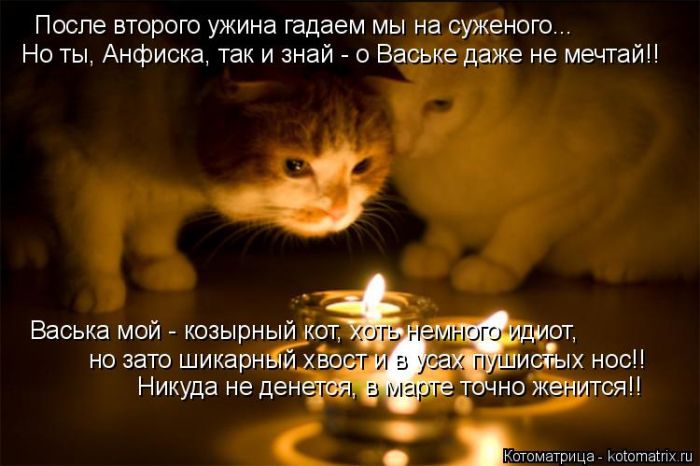 Лучшие котоматрицы недели