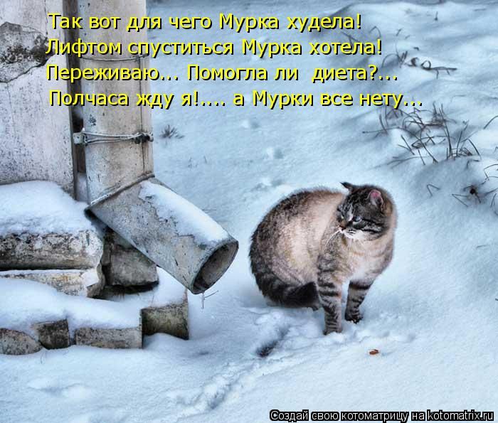 Лучшие котоматрицы недели