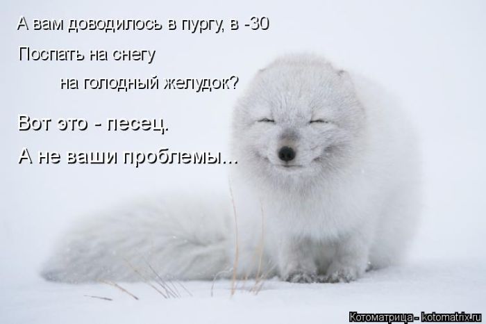 Лучшие котоматрицы недели