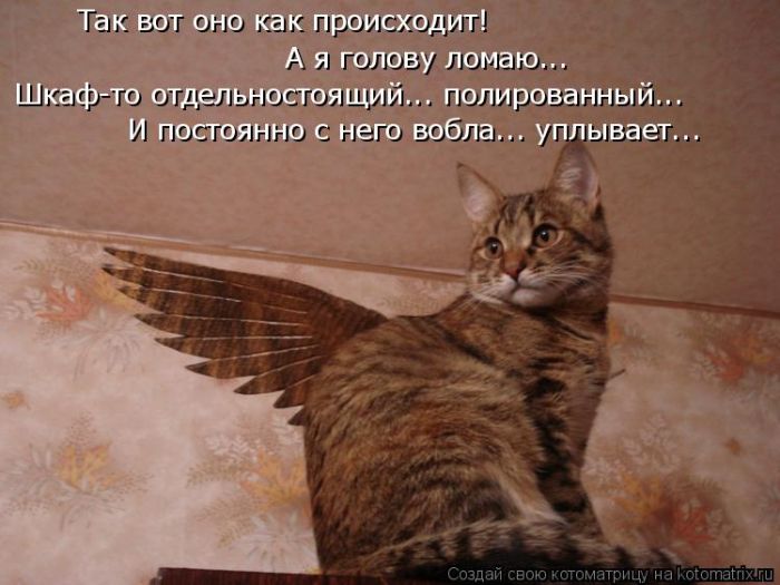 Лучшие котоматрицы недели