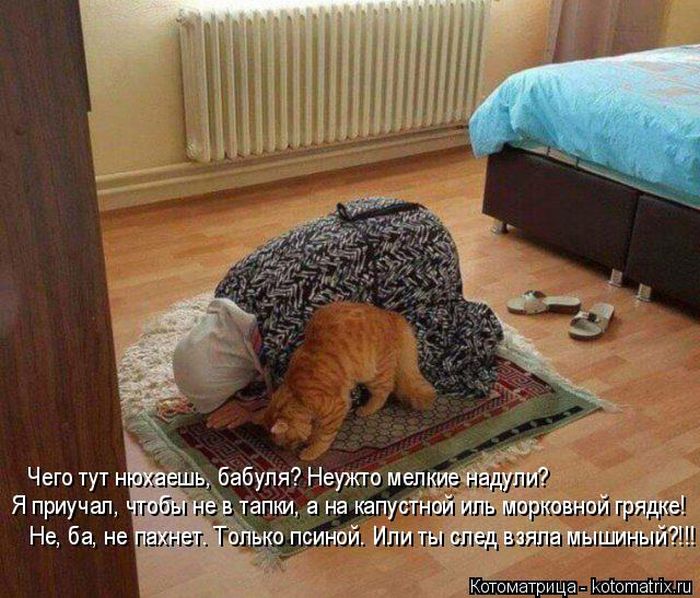 Лучшие котоматрицы недели