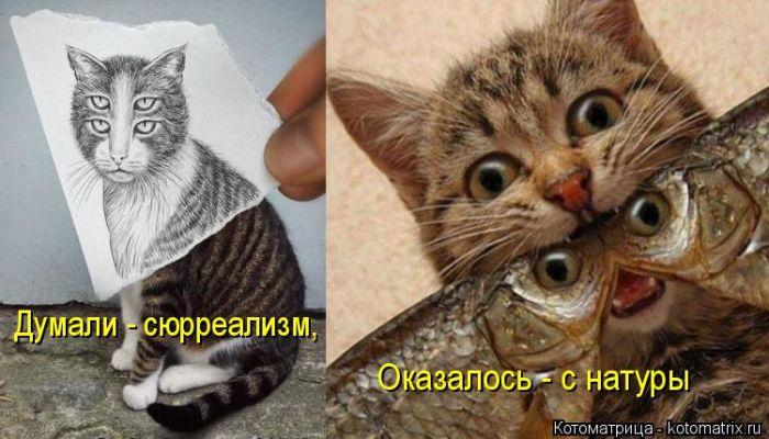 Лучшие котоматрицы недели
