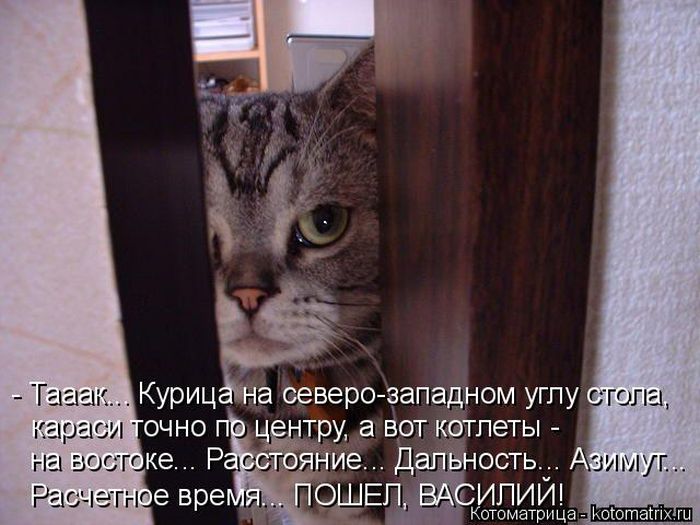 Лучшие котоматрицы недели