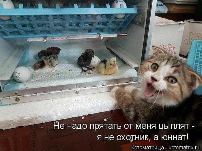 Лучшие котоматрицы недели
