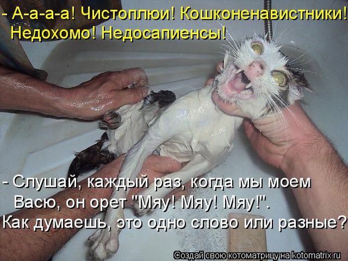 Лучшие котоматрицы недели