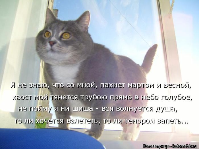 Лучшие котоматрицы недели