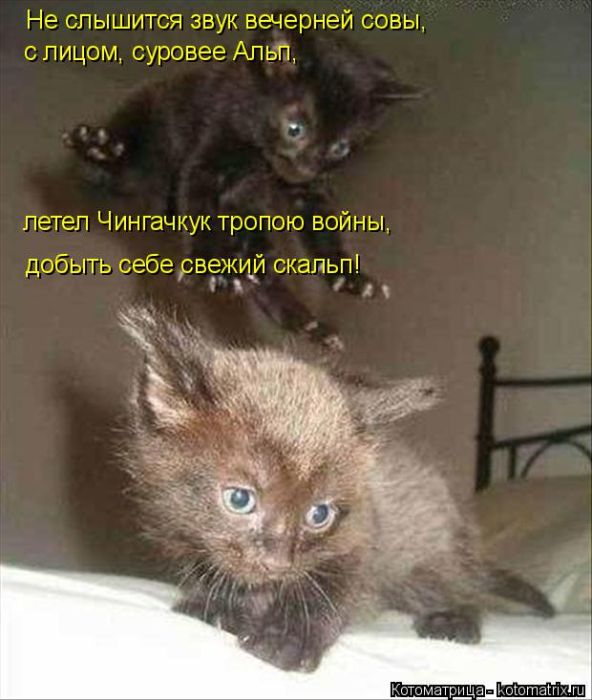 Лучшие котоматрицы недели