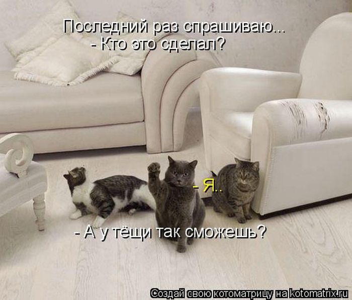 Лучшие котоматрицы недели