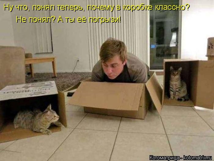 Лучшие котоматрицы недели