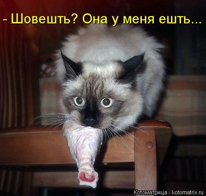 Лучшие котоматрицы недели