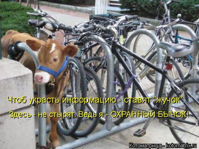 Лучшие котоматрицы недели