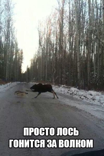 Прикольные картинки