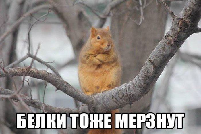Порция картинок: