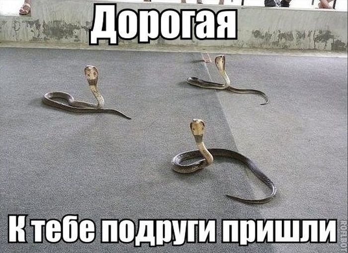 Порция картинок: