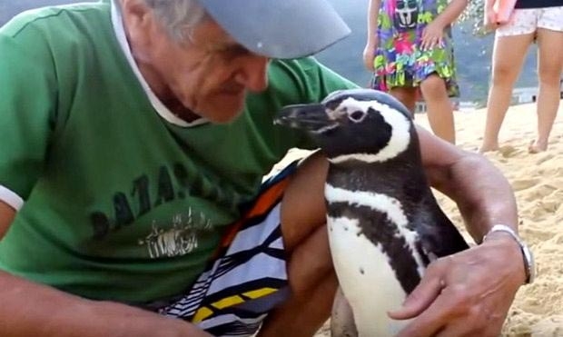 Каждый год этот пингвин проплывает более 8000 км, чтобы увидеться с человеком, который его спас