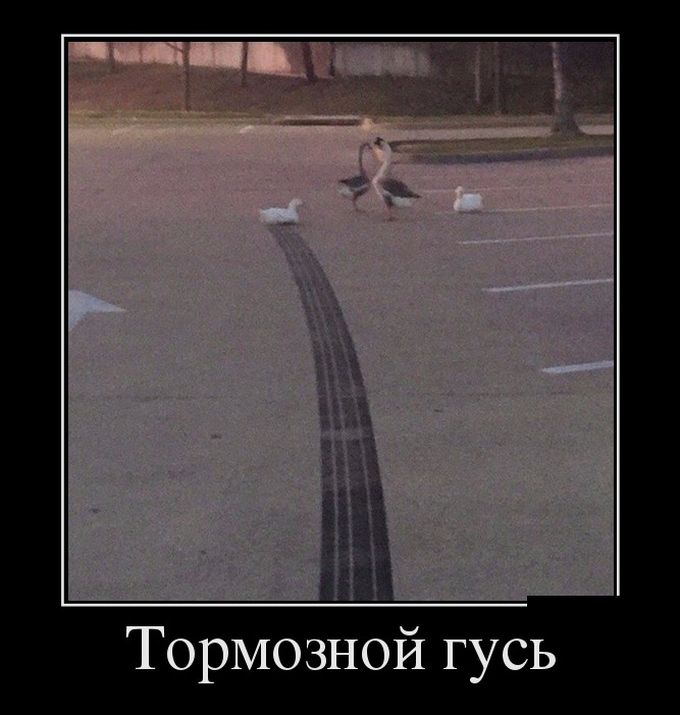 Демотиваторы