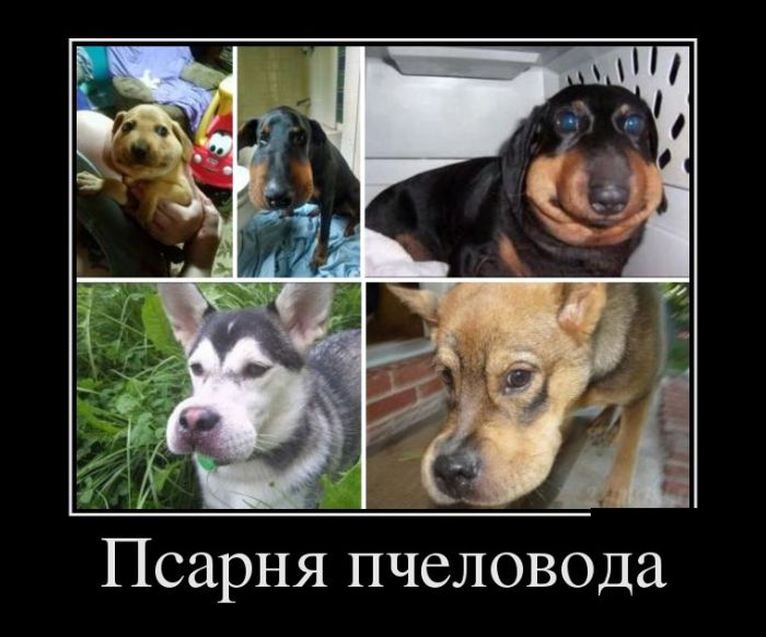 Демотиваторы