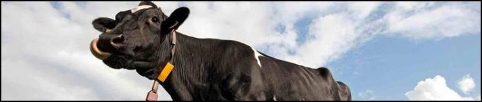 10 самых неожиданных вещей, когда-либо упавших с неба 10 самых неожиданных вещей, когда-либо упавших с неба