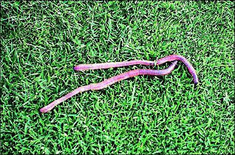 10 самых неожиданных вещей, когда-либо упавших с неба 10 самых неожиданных вещей, когда-либо упавших с неба