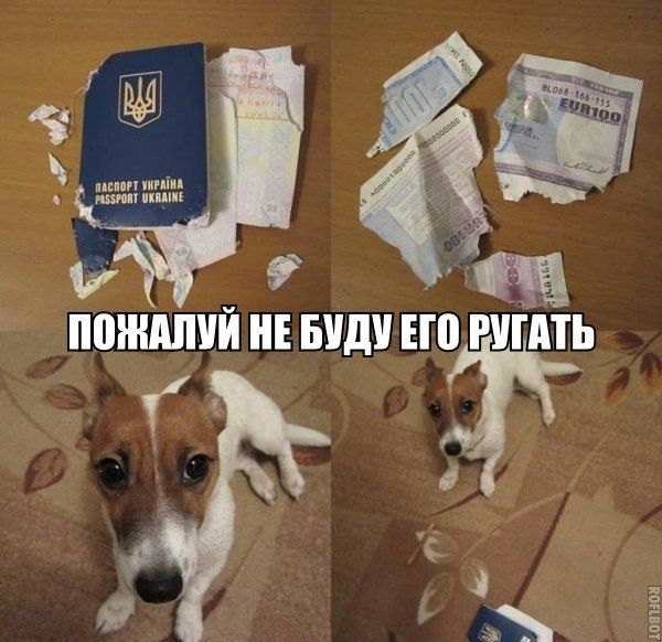 Прикольные картинки (80 фото)