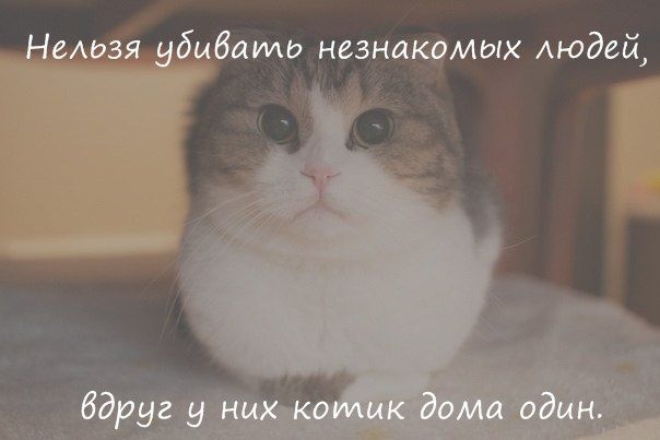 Прикольные картинки (80 фото)