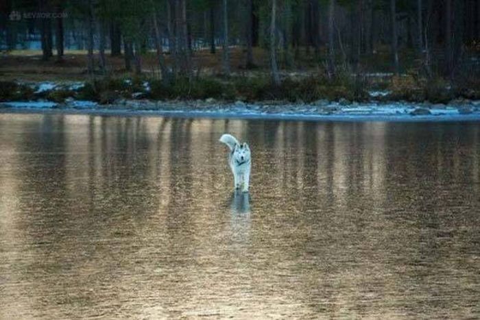 Прикольные картикни