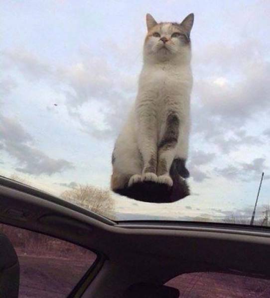 Коллекция эмоциональных снимков