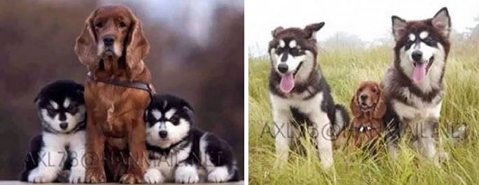 25 очаровательных животных, которые выросли вместе