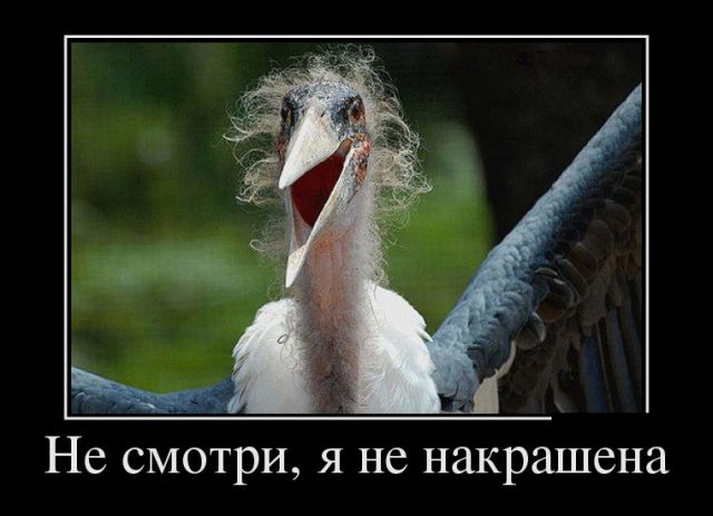 Демотиваторы