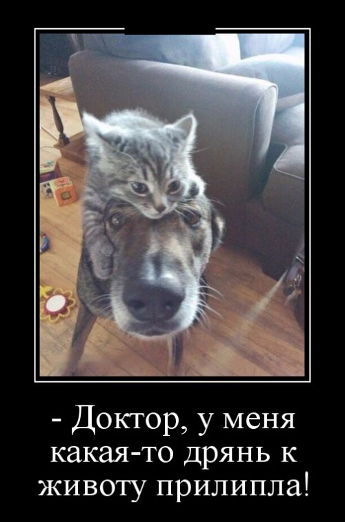 Демотиваторы