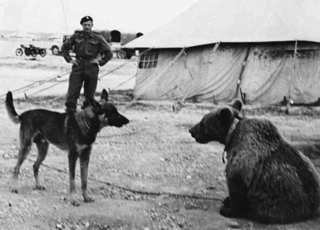 Войтек: история боевого медведя