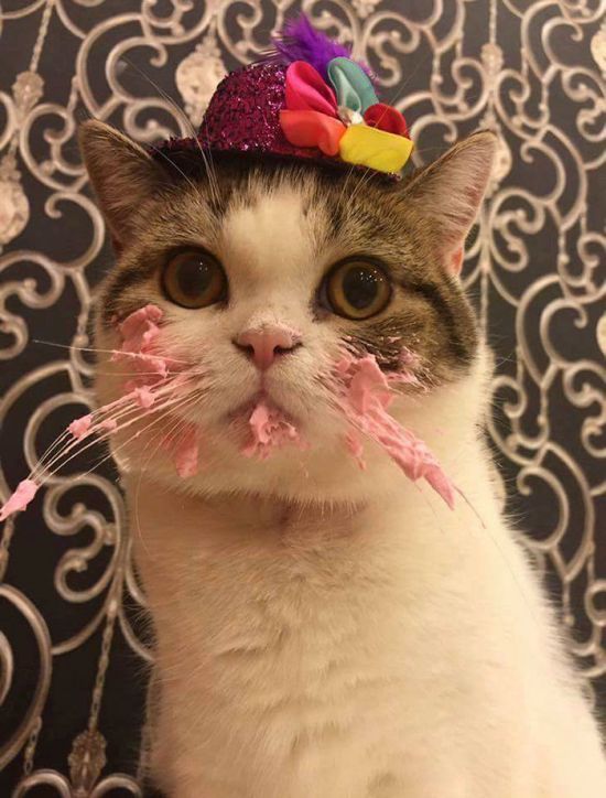 Кот пробует торт