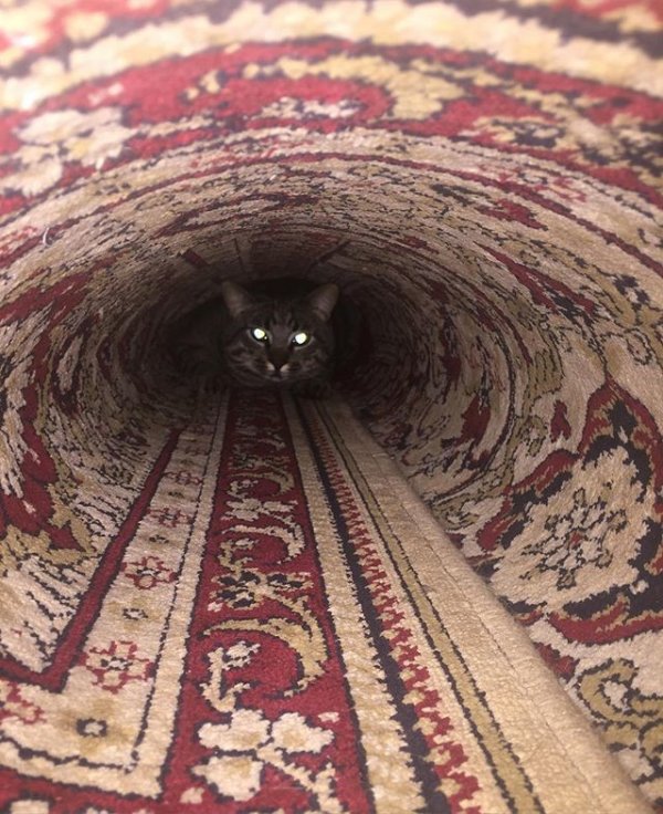 Да что ты знаешь о роскоши, если на твоей стене нет ковра?