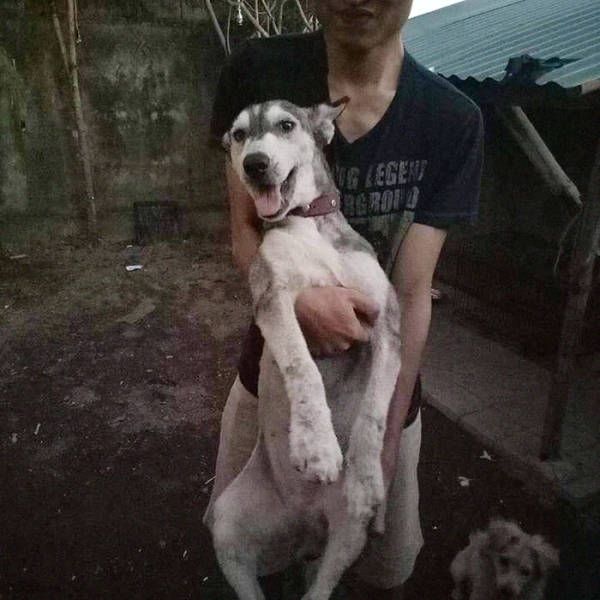 Преображение хаски