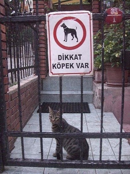 Такое можно увидеть только в Турции! 20 фотографий, которые доведут тебе до истерики