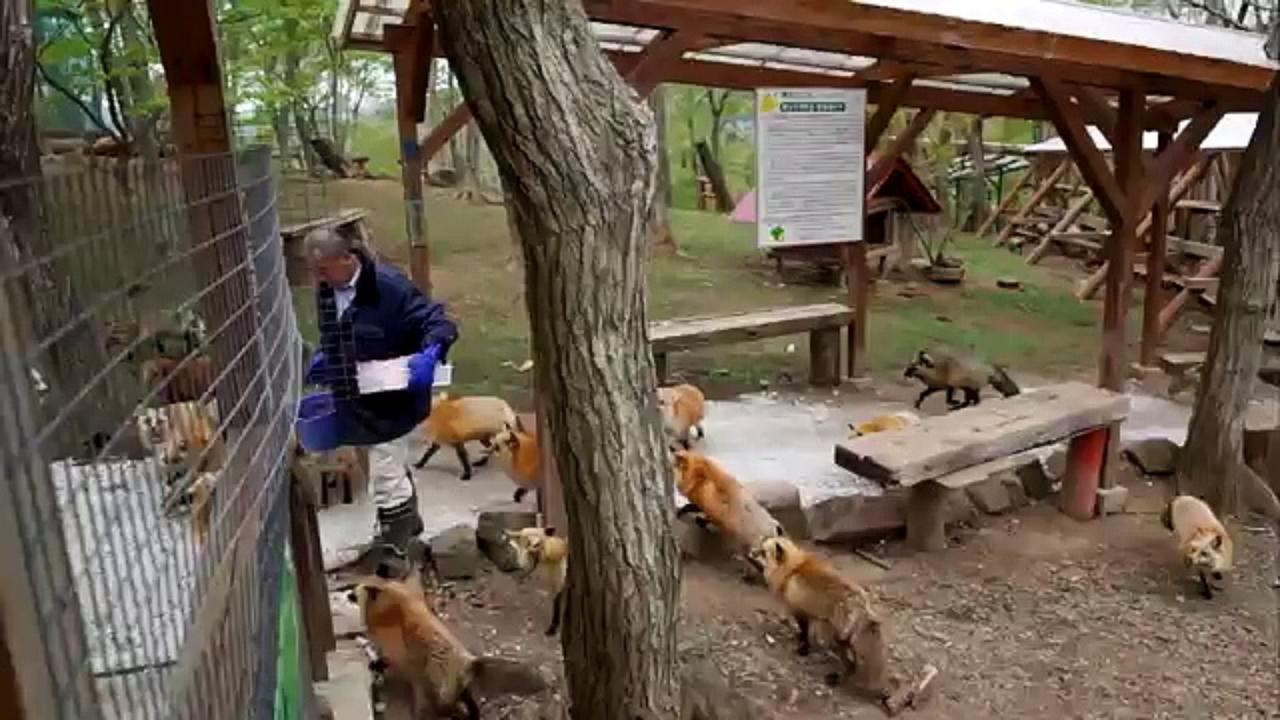 Лисья деревня Лисья деревня