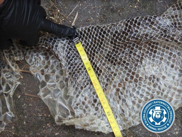 В Варшаве разыскивают голодного пятиметрового питона