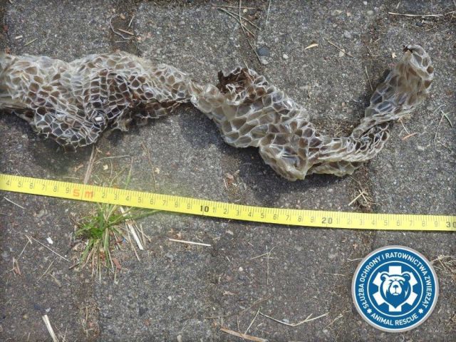 В Варшаве разыскивают голодного пятиметрового питона