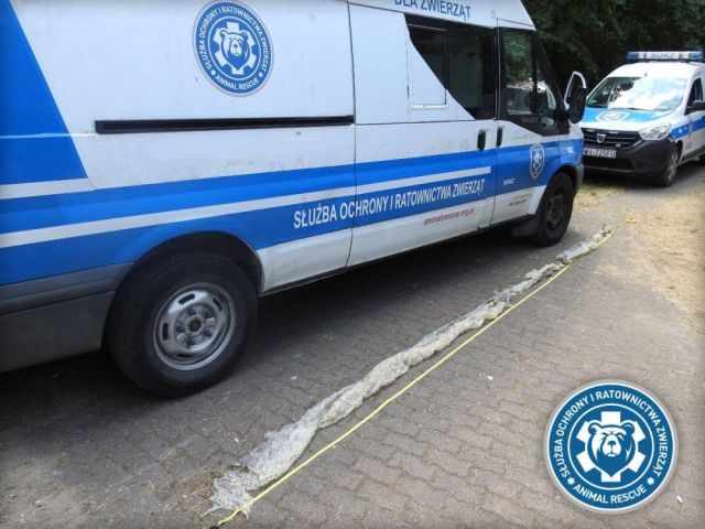 В Варшаве разыскивают голодного пятиметрового питона