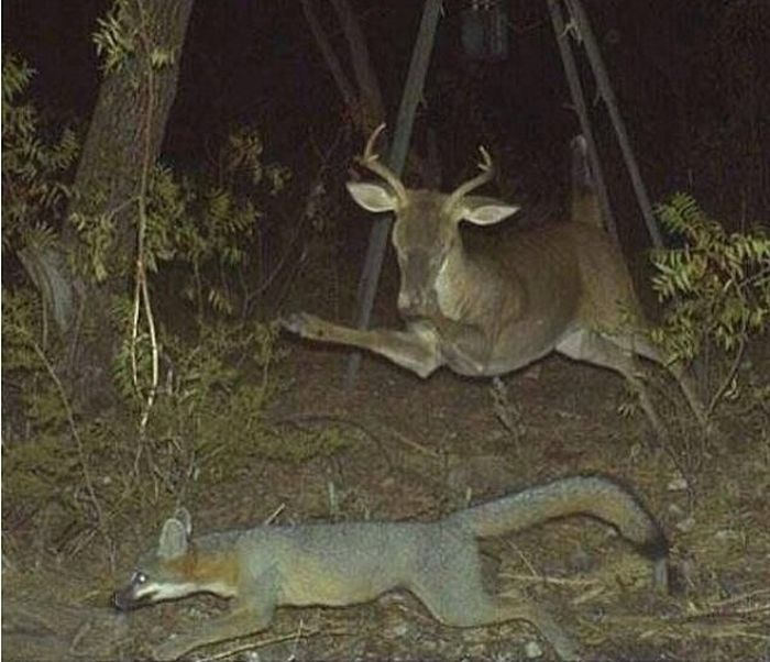 Странные снимки животных, сделанные при помощи фотоловушек