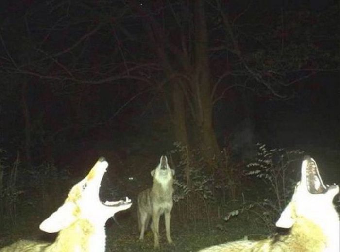 Странные снимки животных, сделанные при помощи фотоловушек