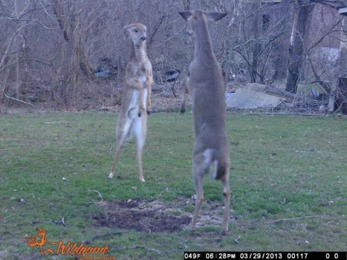 Странные снимки животных, сделанные при помощи фотоловушек
