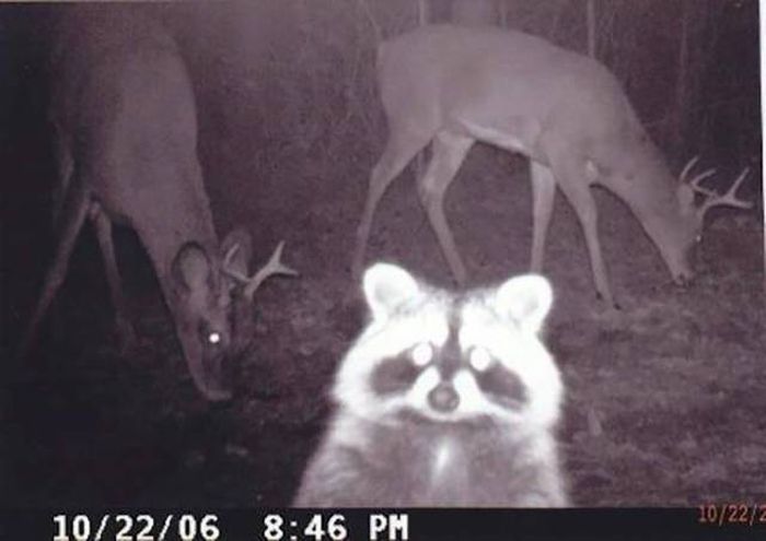 Странные снимки животных, сделанные при помощи фотоловушек