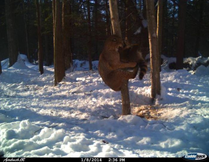 Странные снимки животных, сделанные при помощи фотоловушек