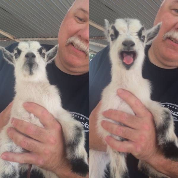 Порция картинок