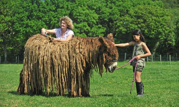 Порция картинок